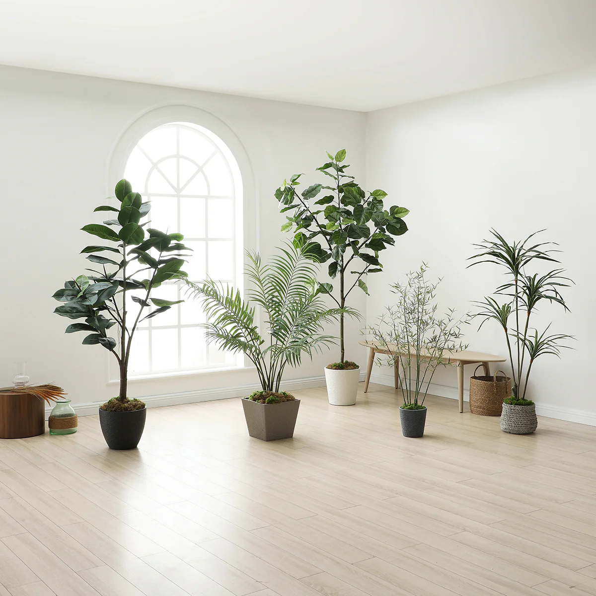 Arbre Ficus parapluie en pot 210cm - Image 5