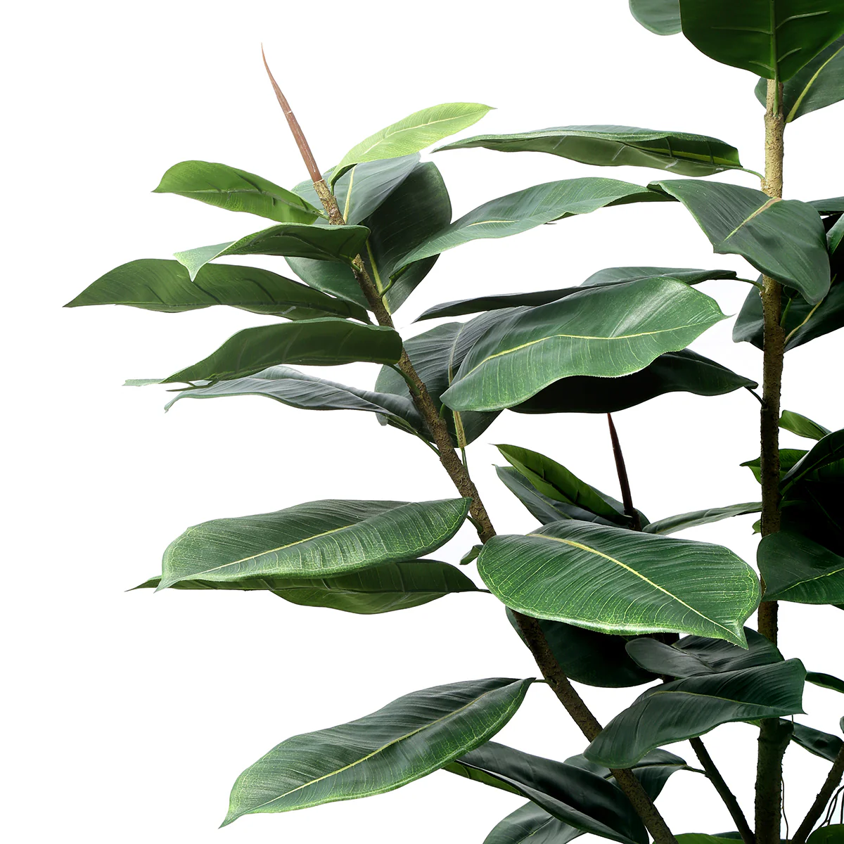 Arbre Hévéa en Pot 180 cm - Image 3