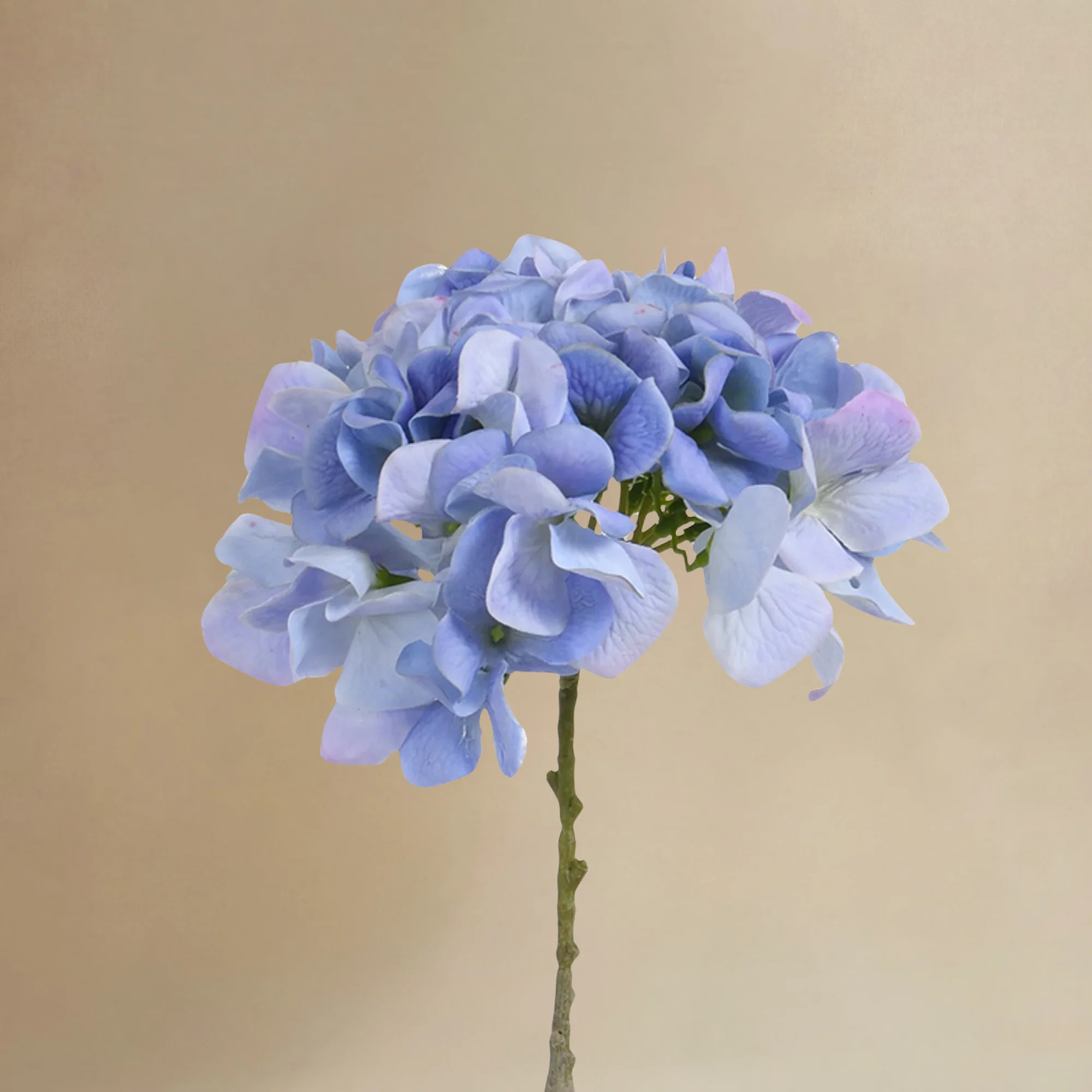 Bouquet d’Hortensia bleu 9 tiges - Image 4