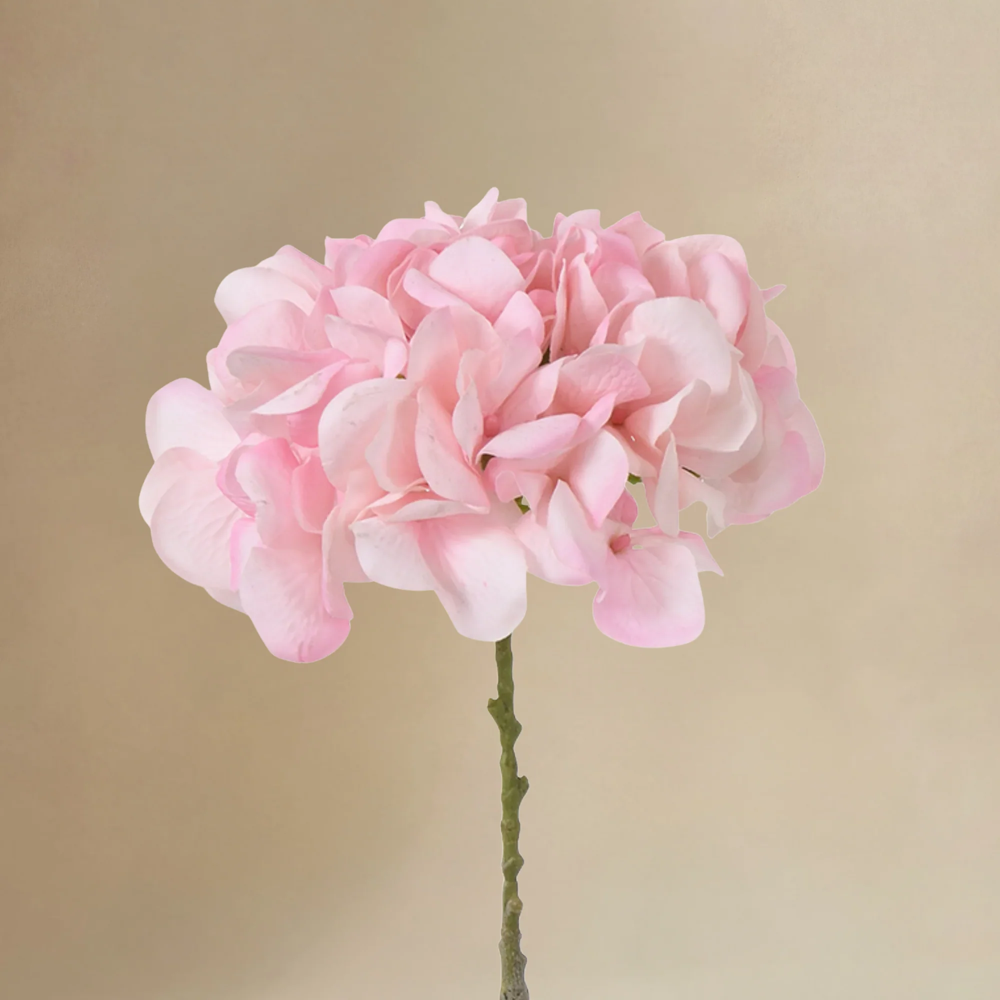 Bouquet d’Hortensia rose 12 tiges - Image 4