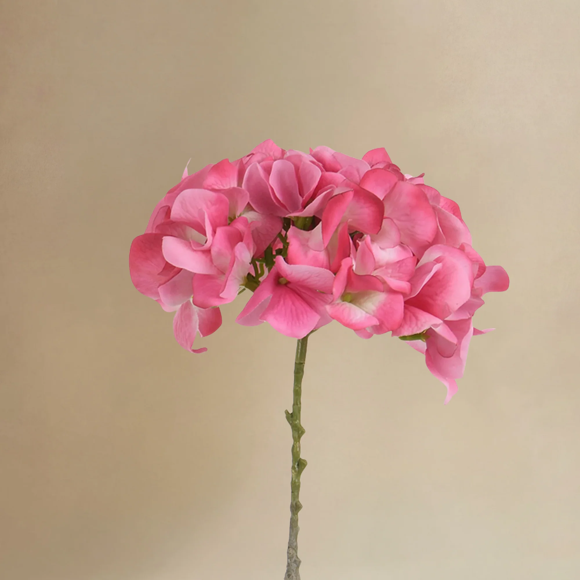 Bouquet d’Hortensia rose 9 tiges - Image 6