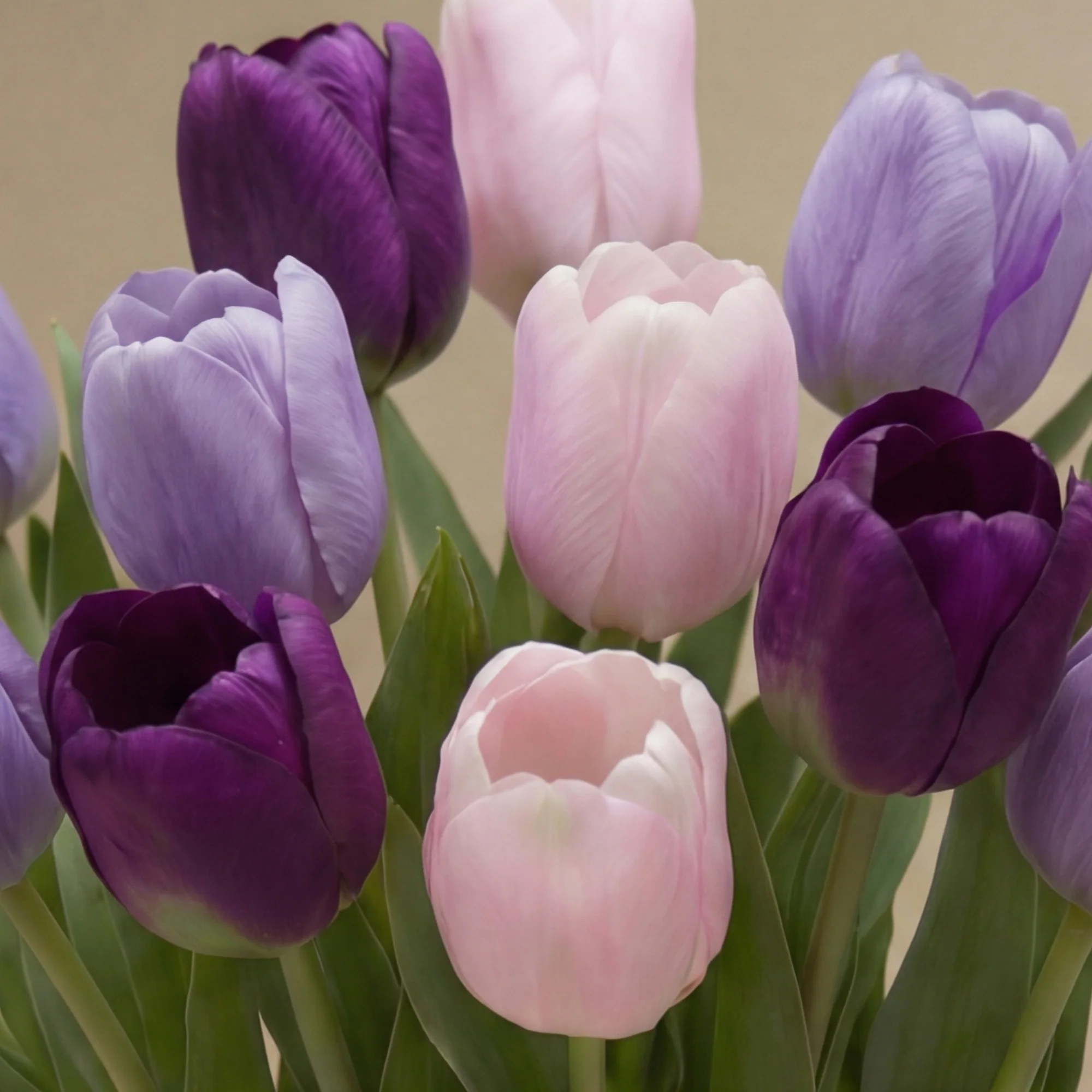 Bouquet de Tulipes Laurelia - Image 3