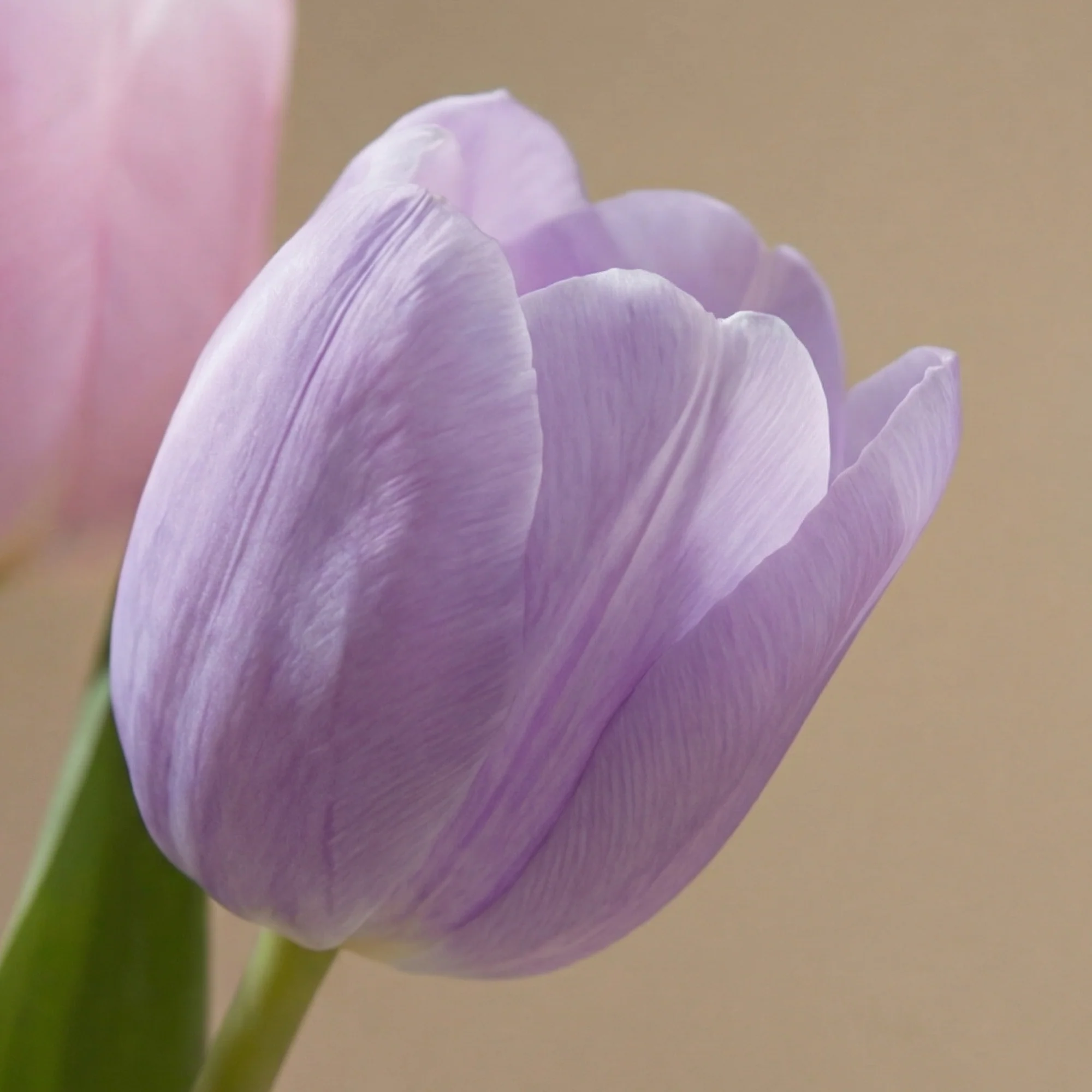 Bouquet de Tulipes Laurelia - Image 4