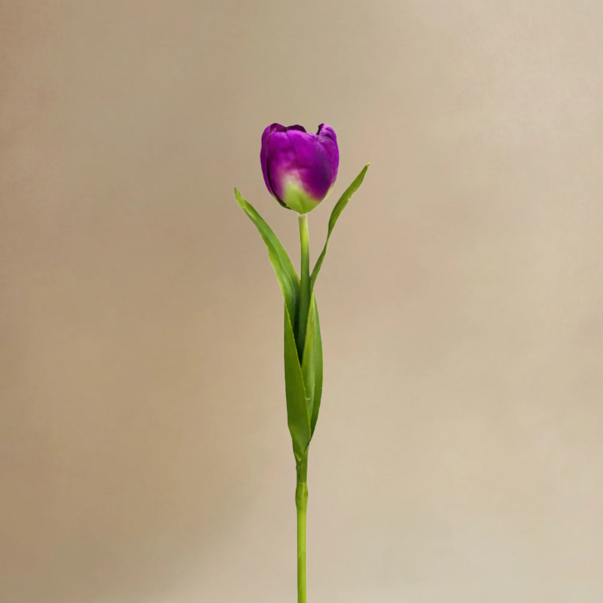 Bouquet de Tulipes Laurelia - Image 5
