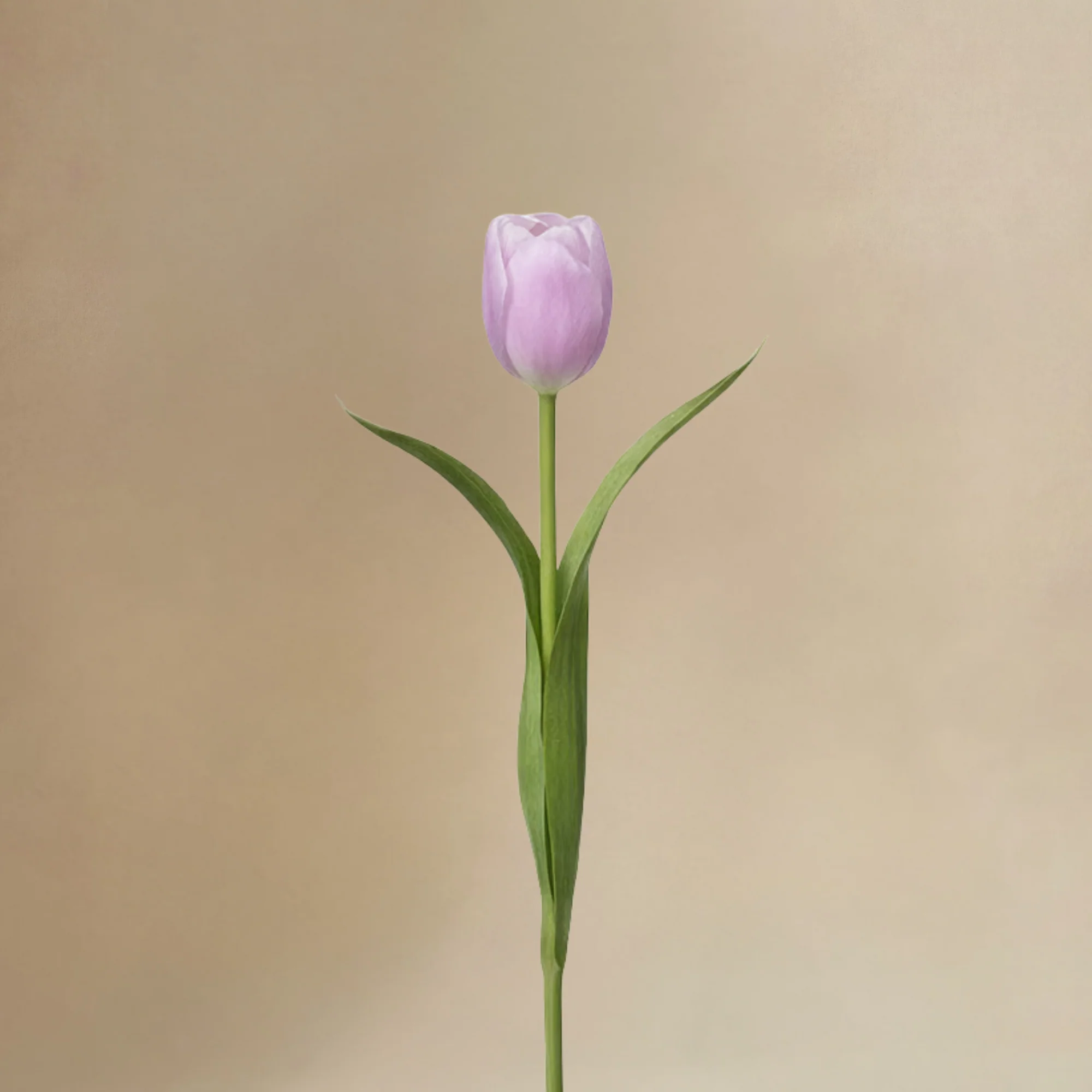 Bouquet de Tulipes Laurelia - Image 6