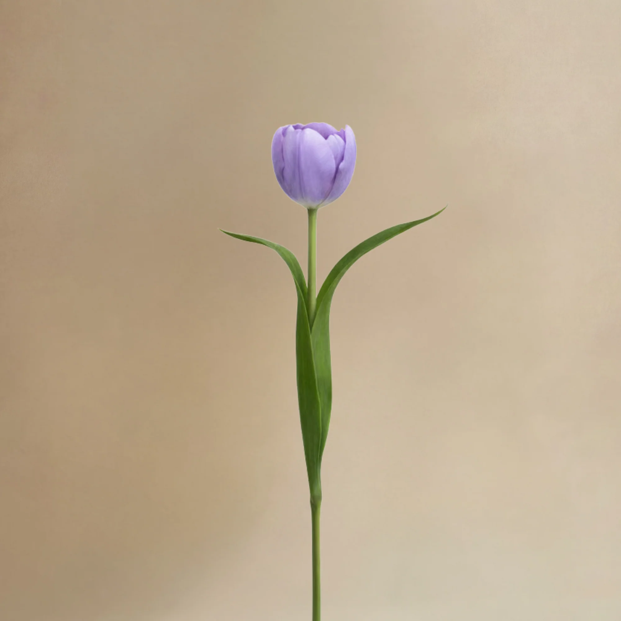 Bouquet de Tulipes Laurelia - Image 7