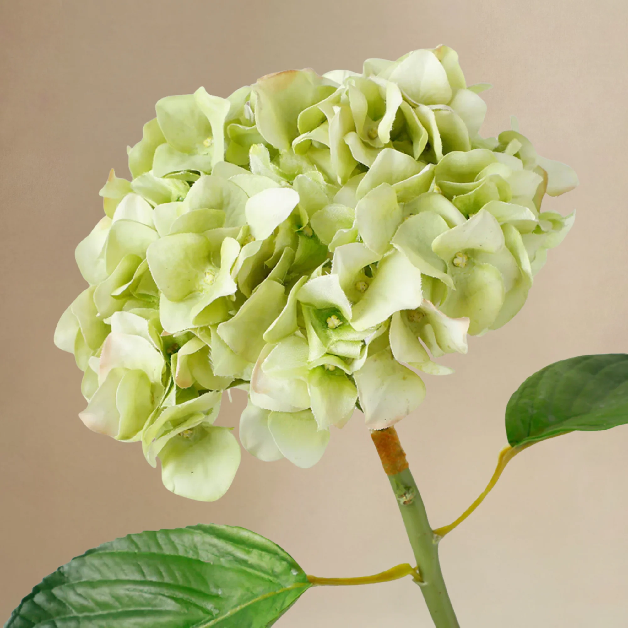 Bouquet d'Hortensias Vireya - Image 6
