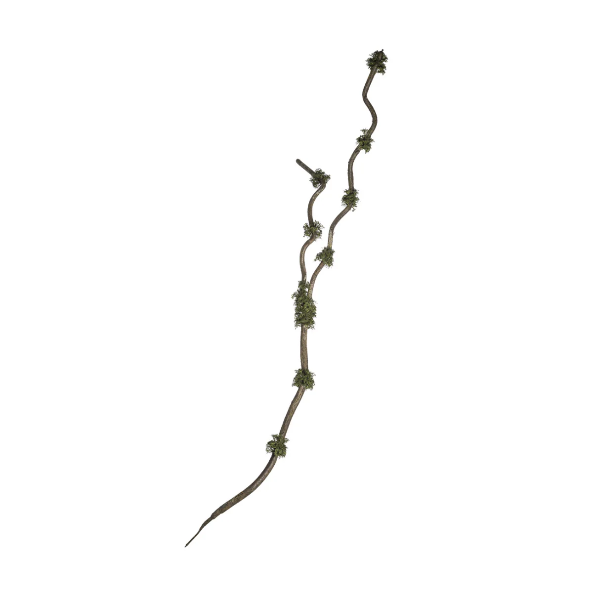 Branche Avec Mousse