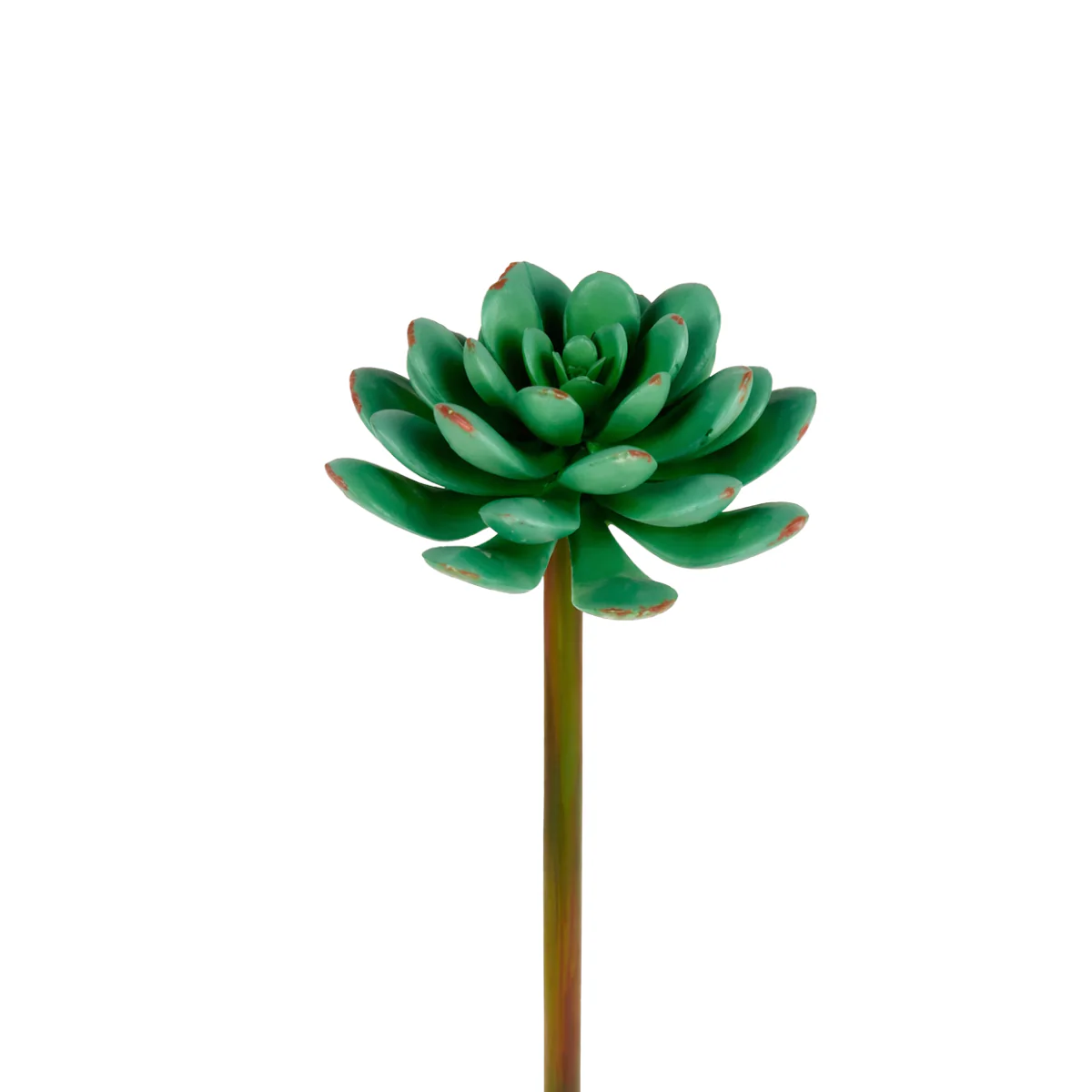 Feuillage Echeveria Ă piquer