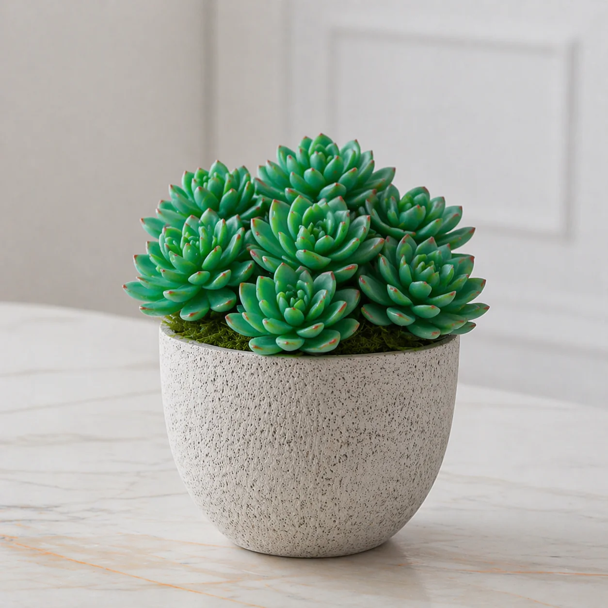 Feuillage Echeveria Ă piquer - Image 2