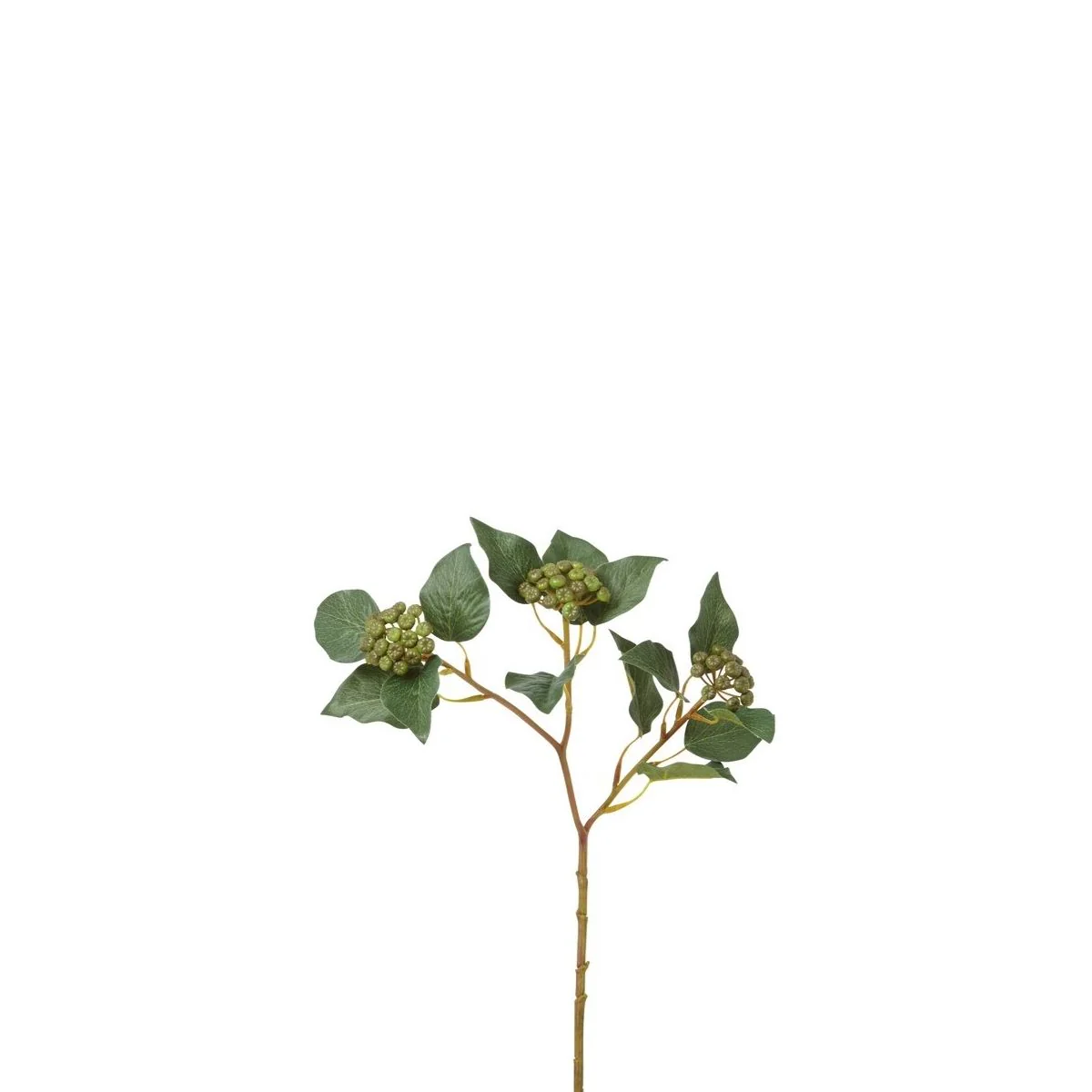Branche de Baies de Lierre
