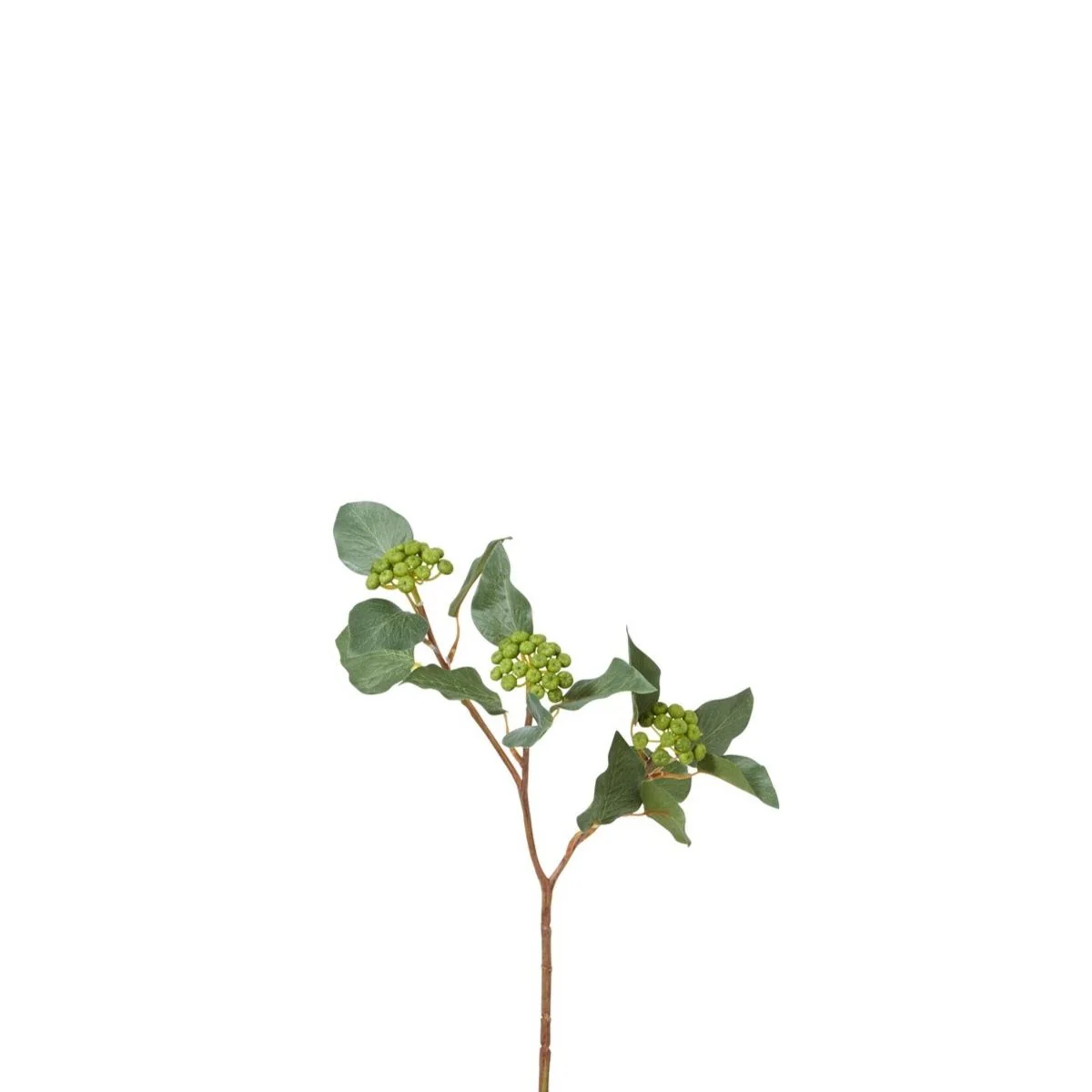 Branche de Baies de Lierre - Image 3