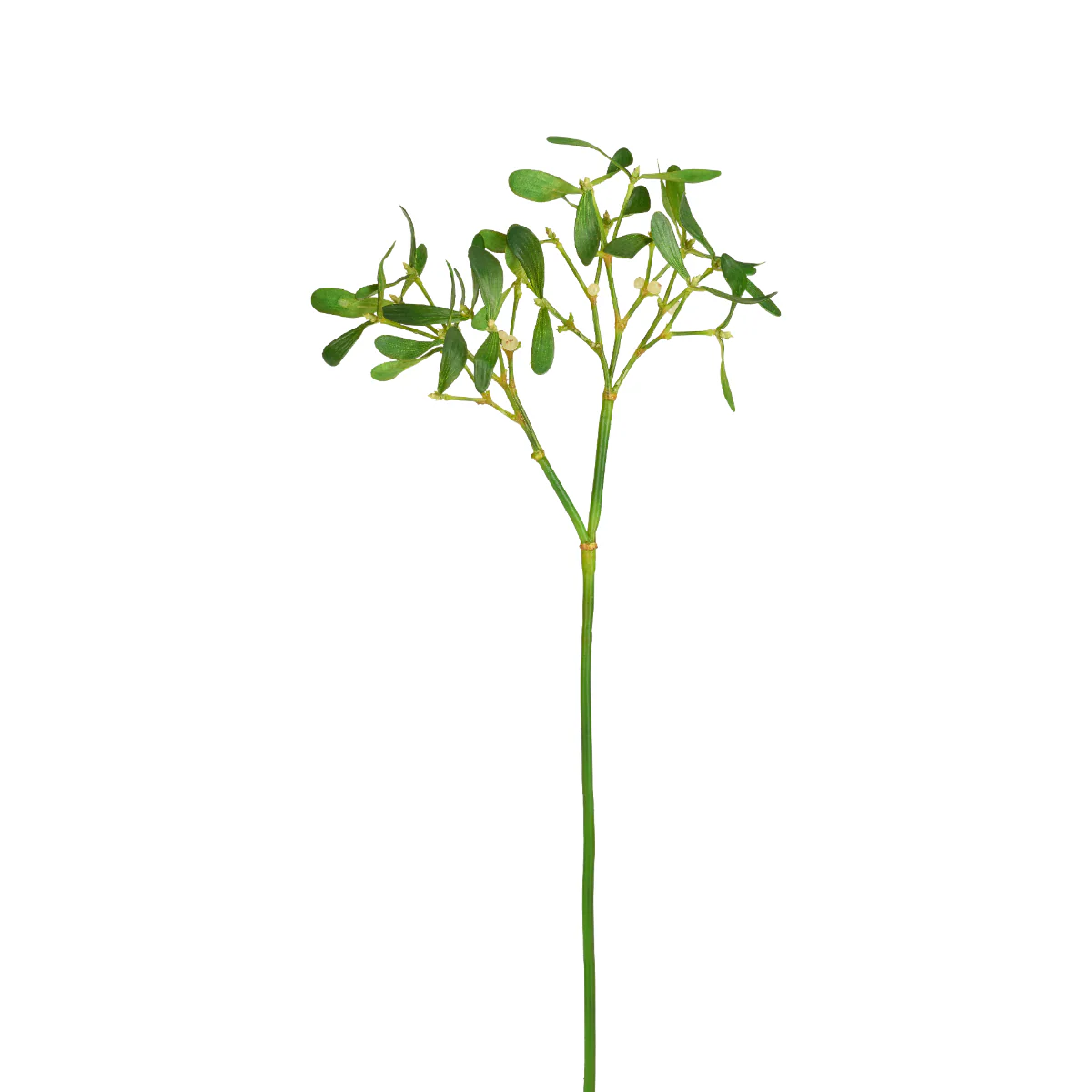 Feuillage de Gui