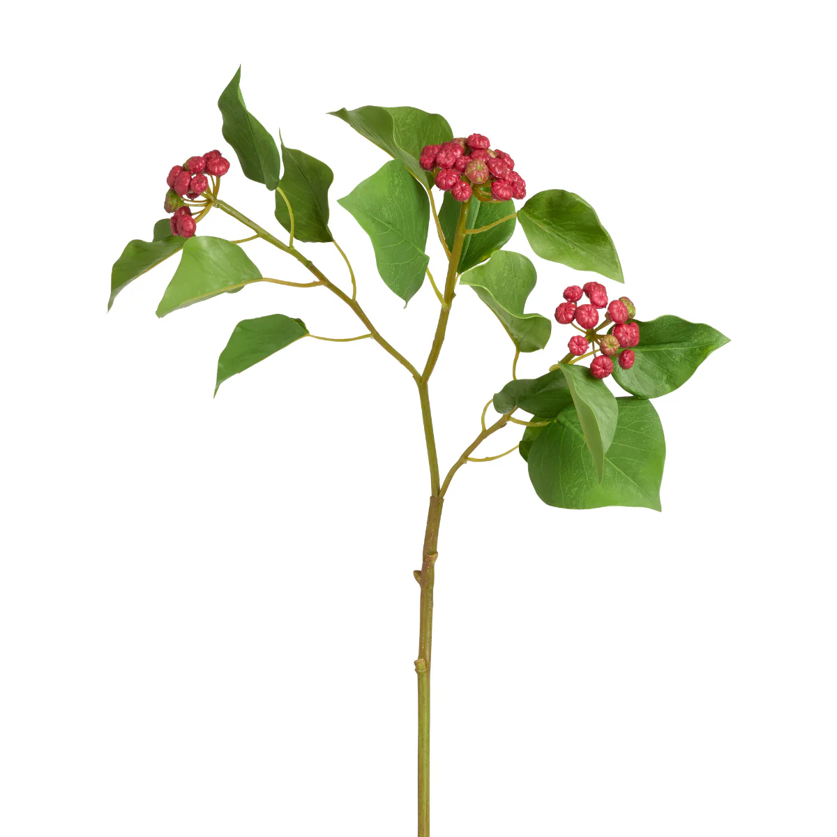 Branche de Houx Japonais - Image 2