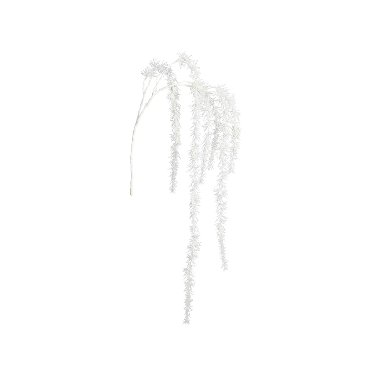 Branche de Pin enneigée