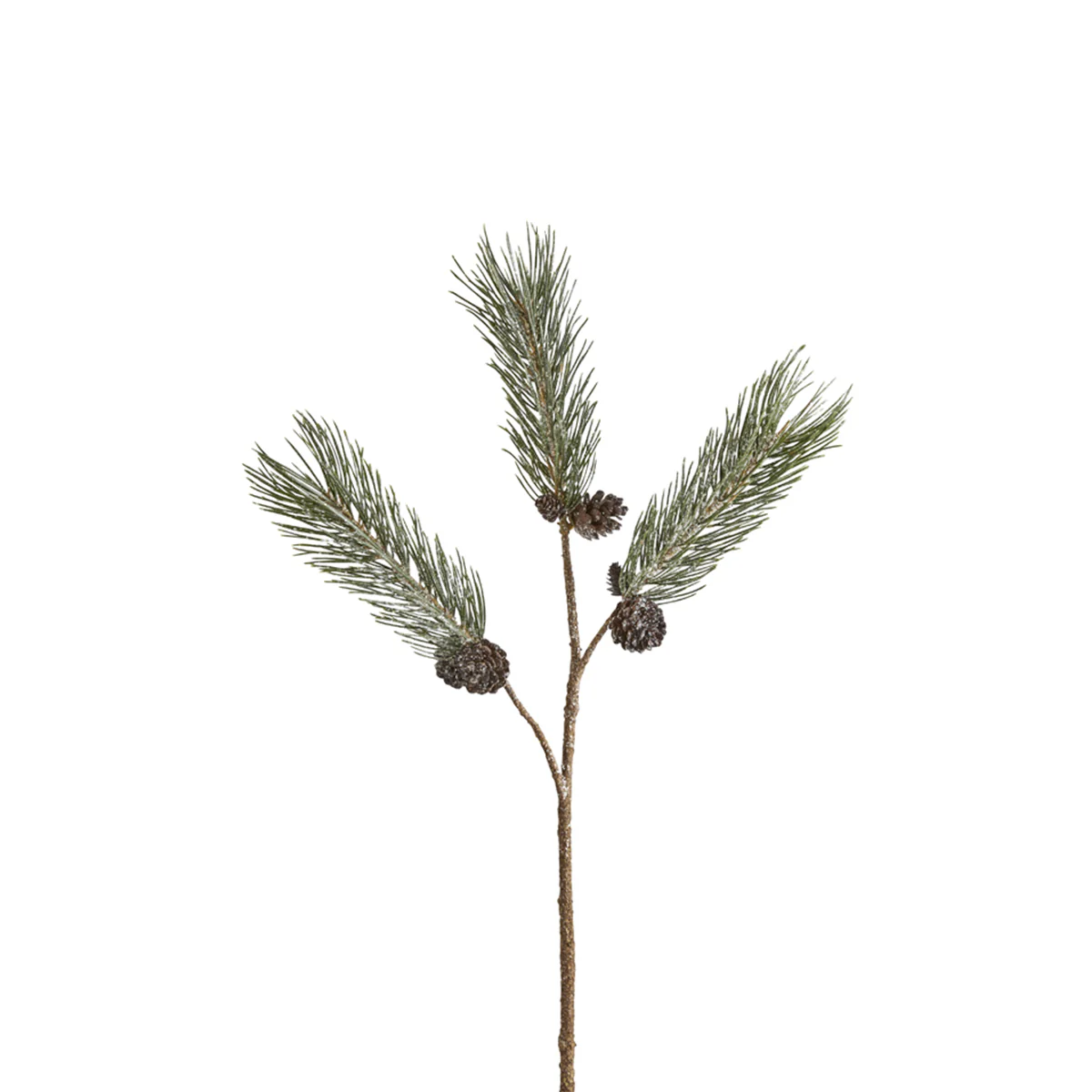 Branche de Pin enneigée