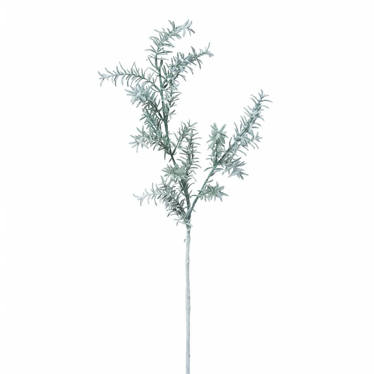 Feuillage Sedum blanchi 76 cm