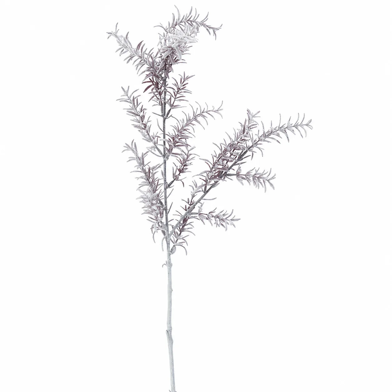 Feuillage Sedum blanchi 76 cm - Image 4