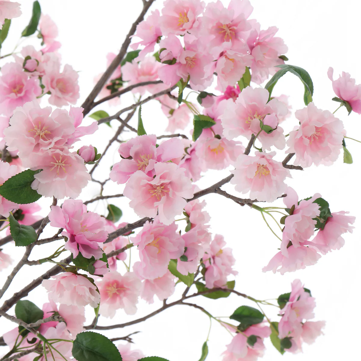 Cerisier en fleurs en pot 210cm - Image 4