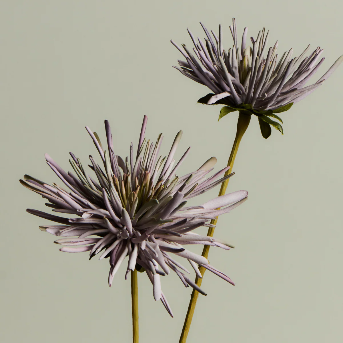 Tige de Chrysanthème Tokyo - Image 5