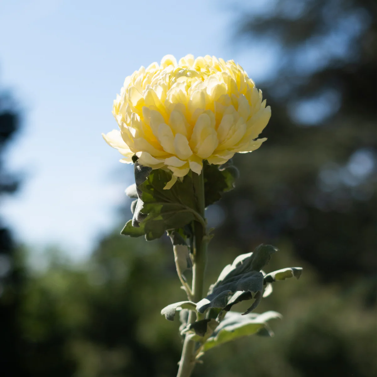 Tige de Chrysanthème - Image 3