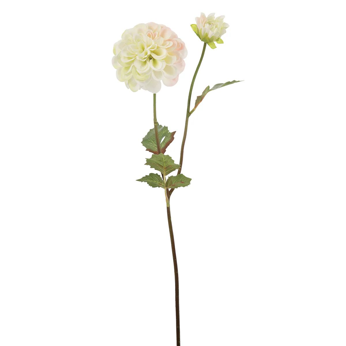 Tige de Dahlia Andreas - Image 3