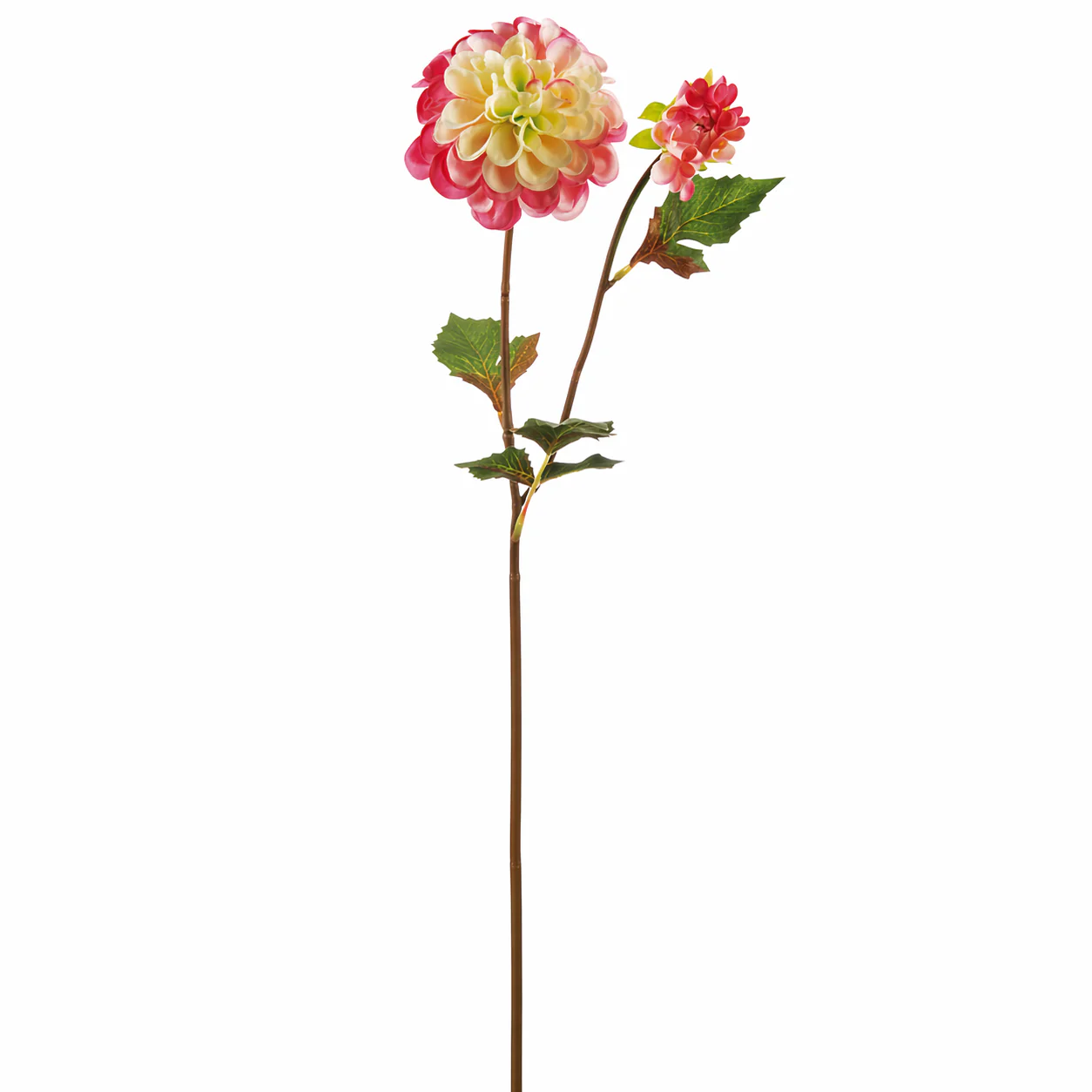 Tige de Dahlia Andreas - Image 5