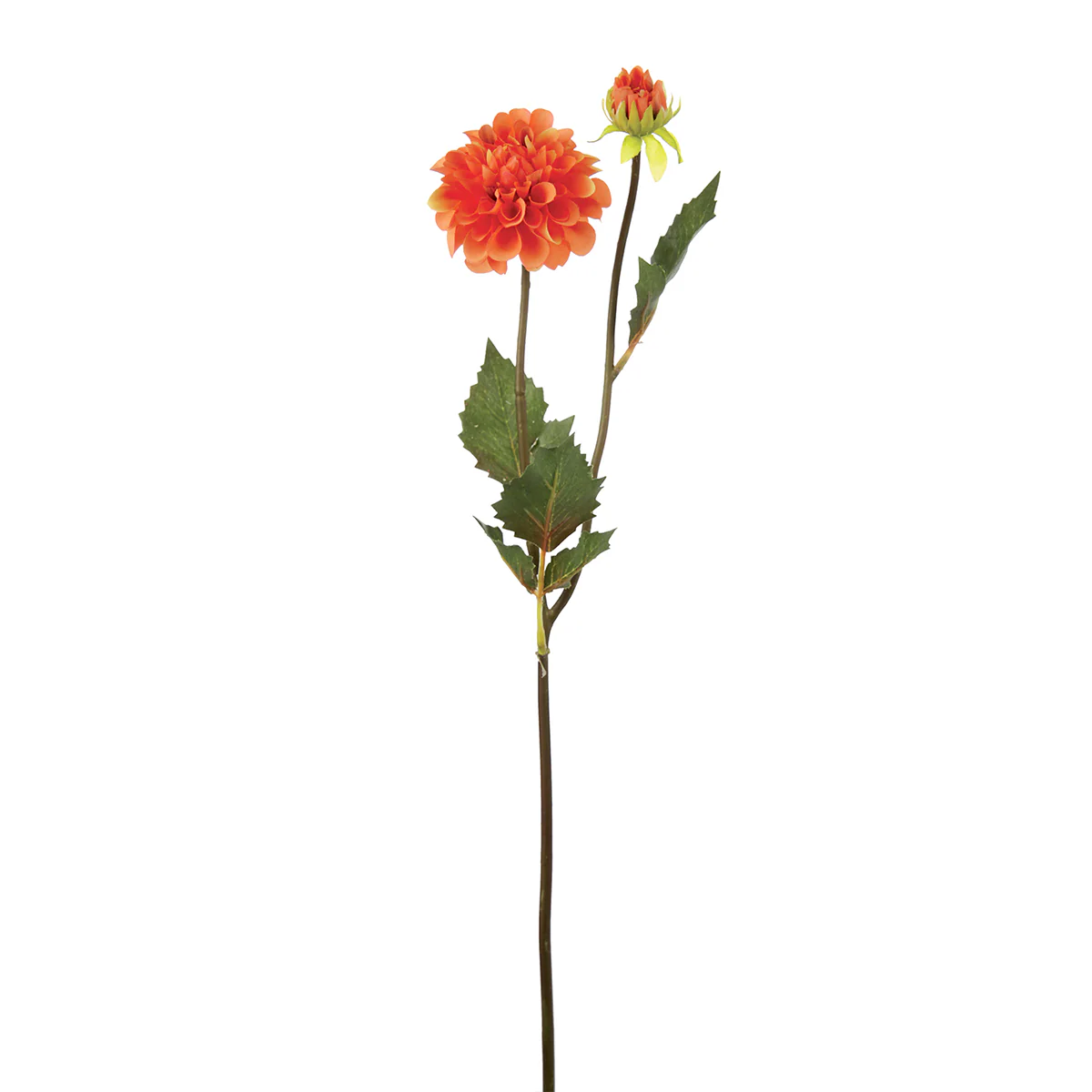 Tige de Dahlia Andreas - Image 6