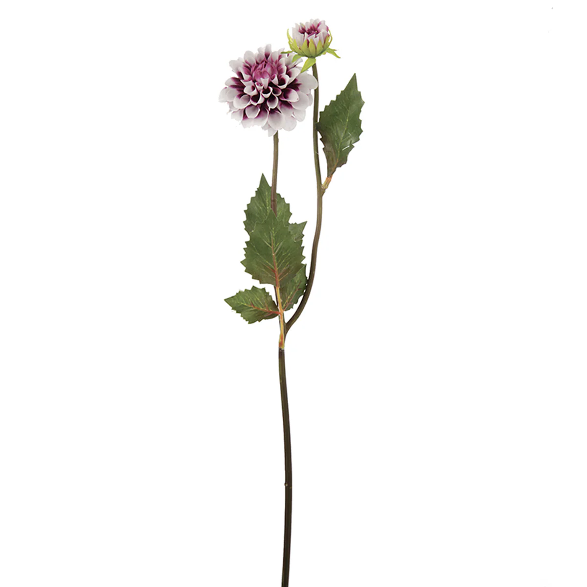Tige de Dahlia Andreas - Image 7