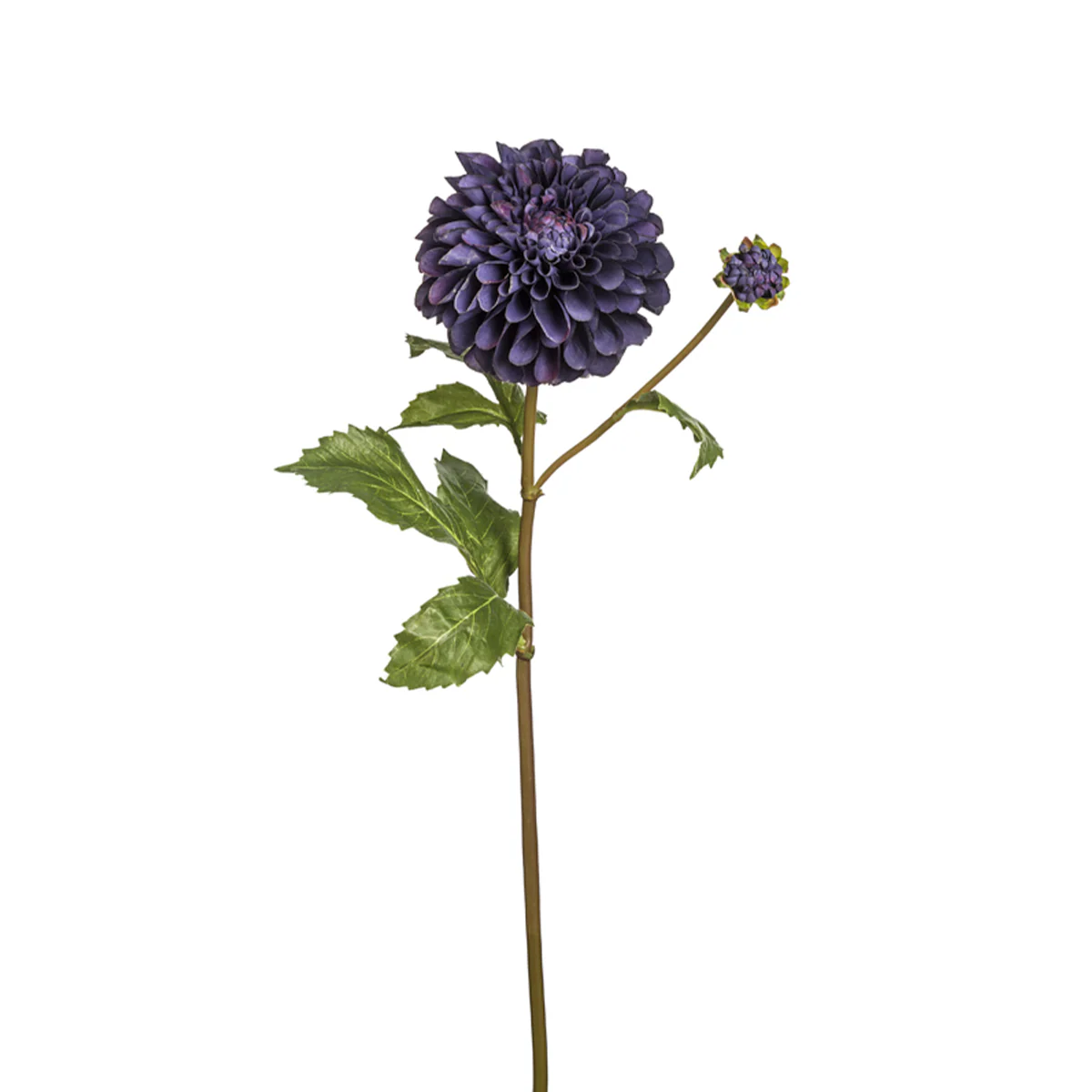 Tige de Dahlia Bonnie - Image 6
