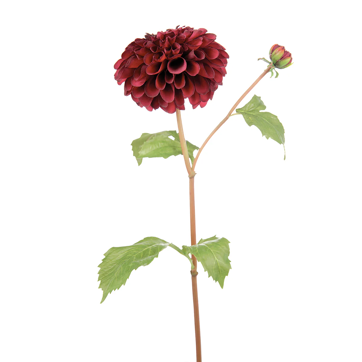 Tige de Dahlia Bonnie - Image 8