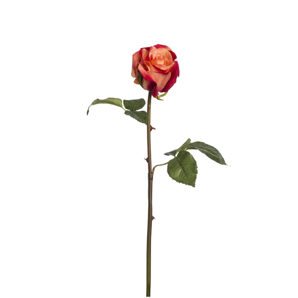 Tige de Rose Diane - Image 3