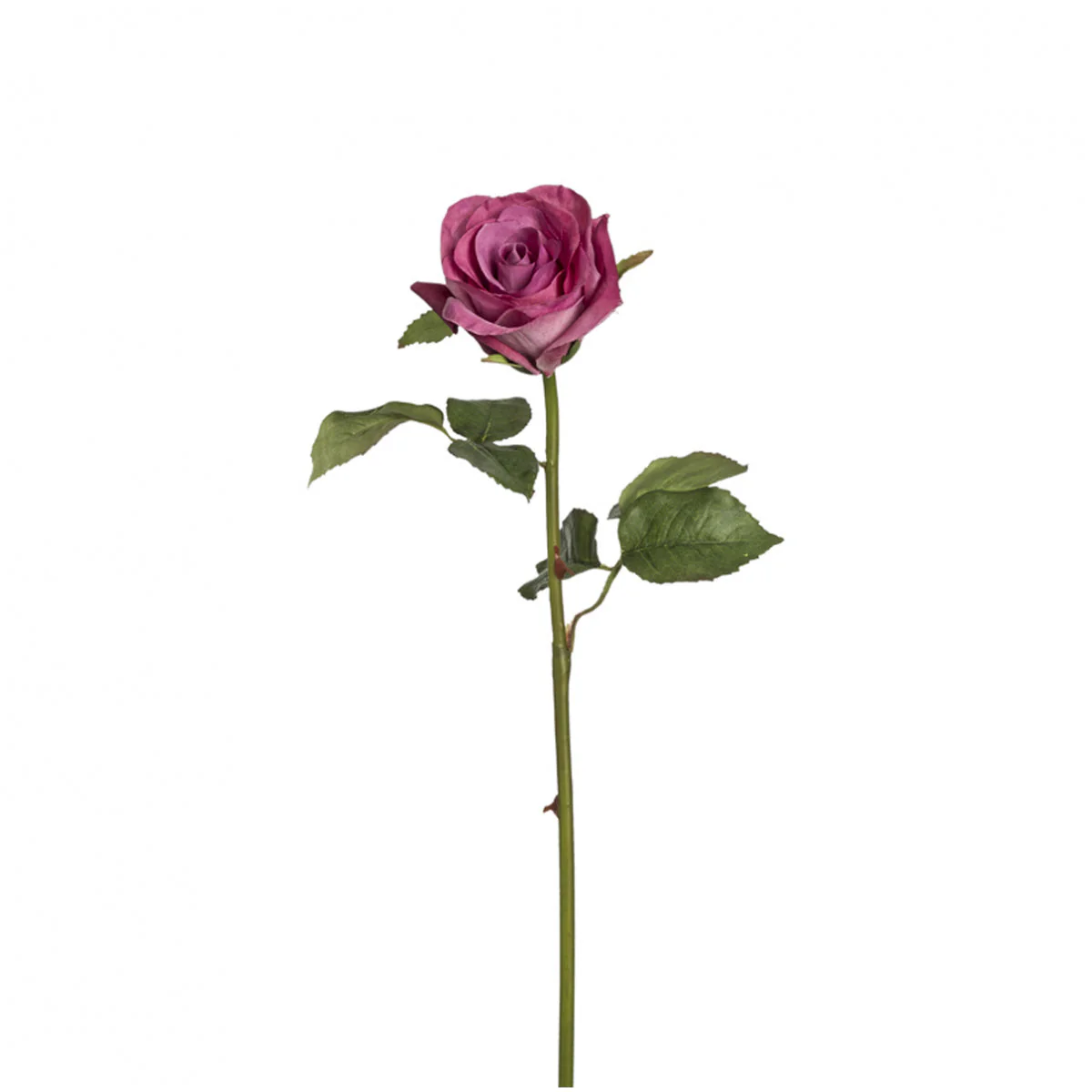Tige de Rose Diane - Image 5