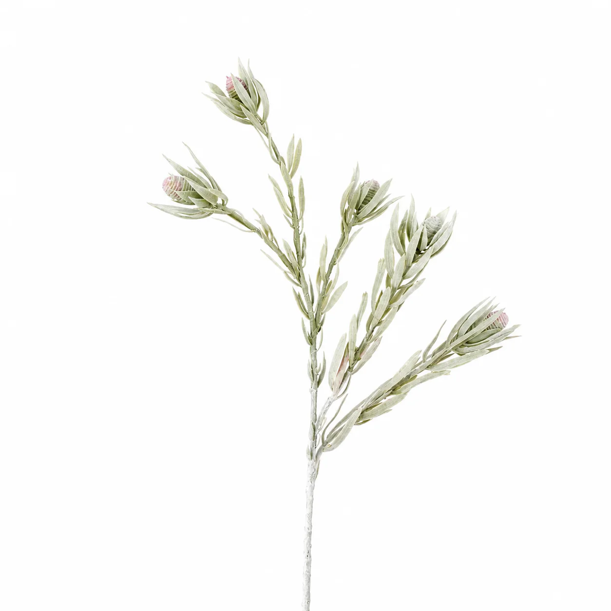 Feuillage Protea tombant