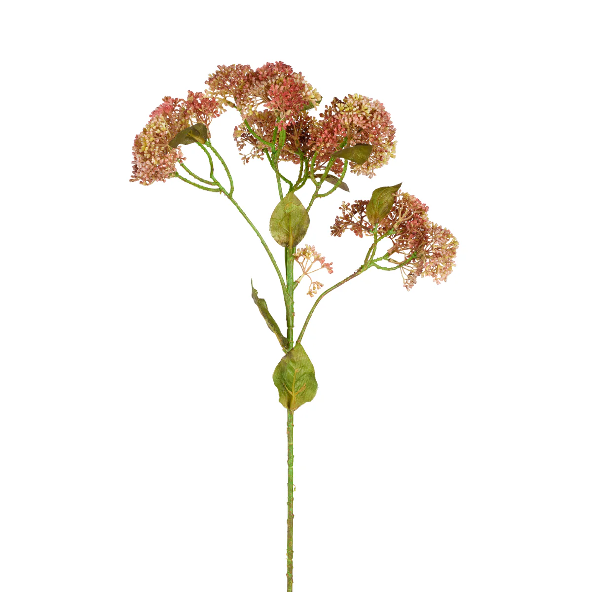 Feuillage de Sedum