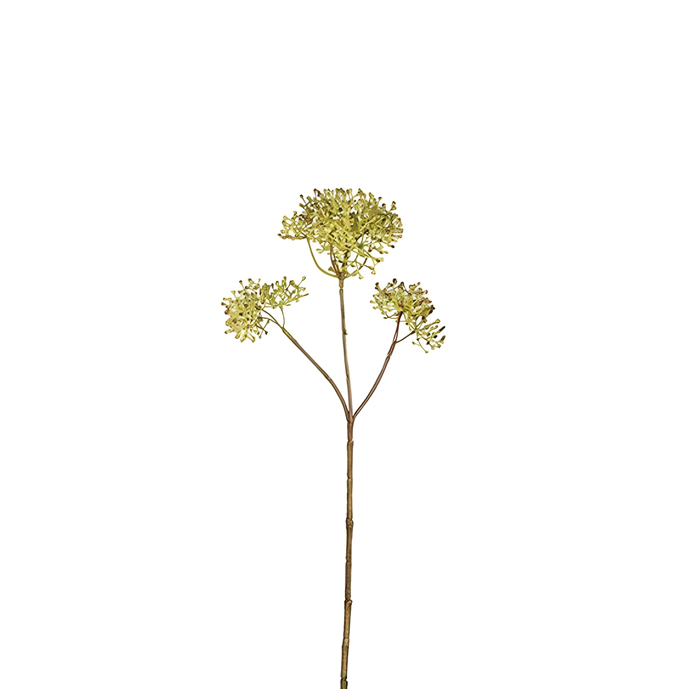 Feuillage de Skimmia - Image 4