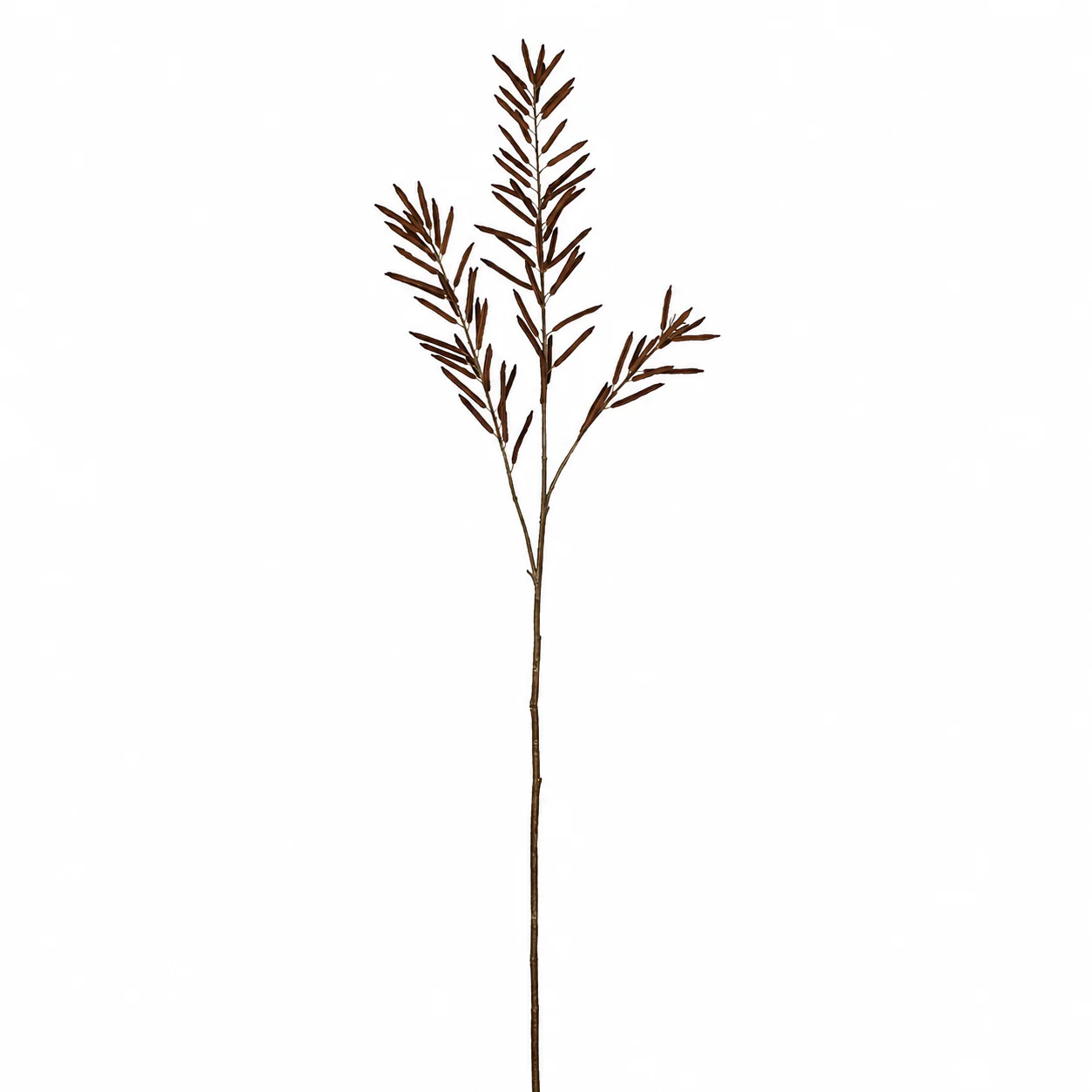 Feuillage d'Haricots 114 cm