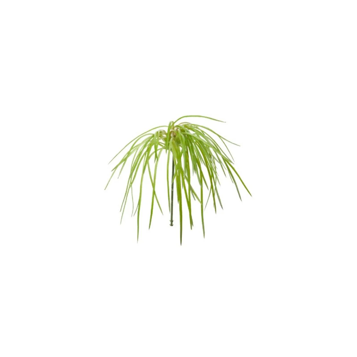 Feuillage d'herbes Ă piquer