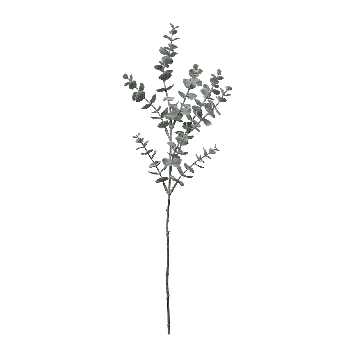 Feuillage d'Eucalyptus