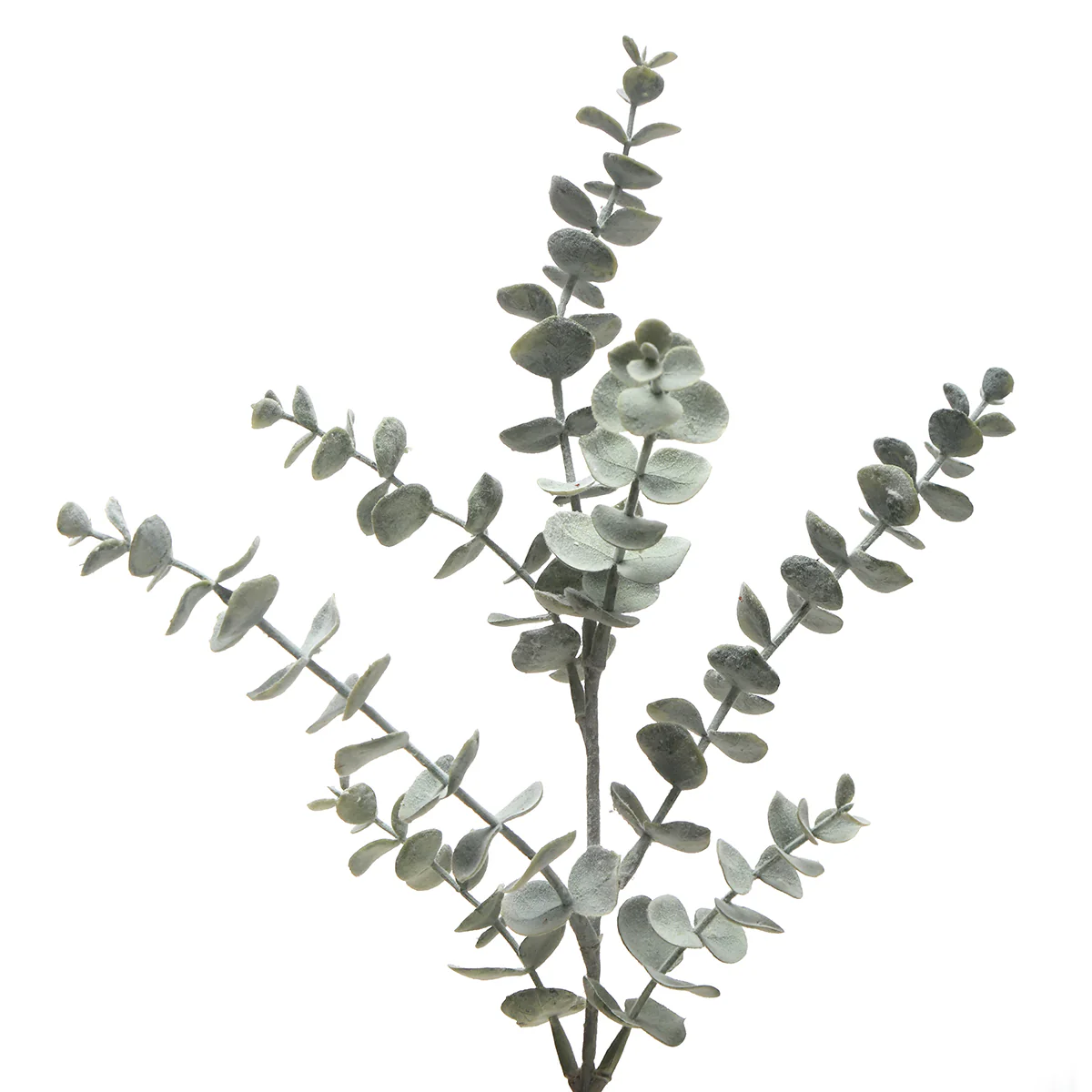 Feuillage d'Eucalyptus - Image 3