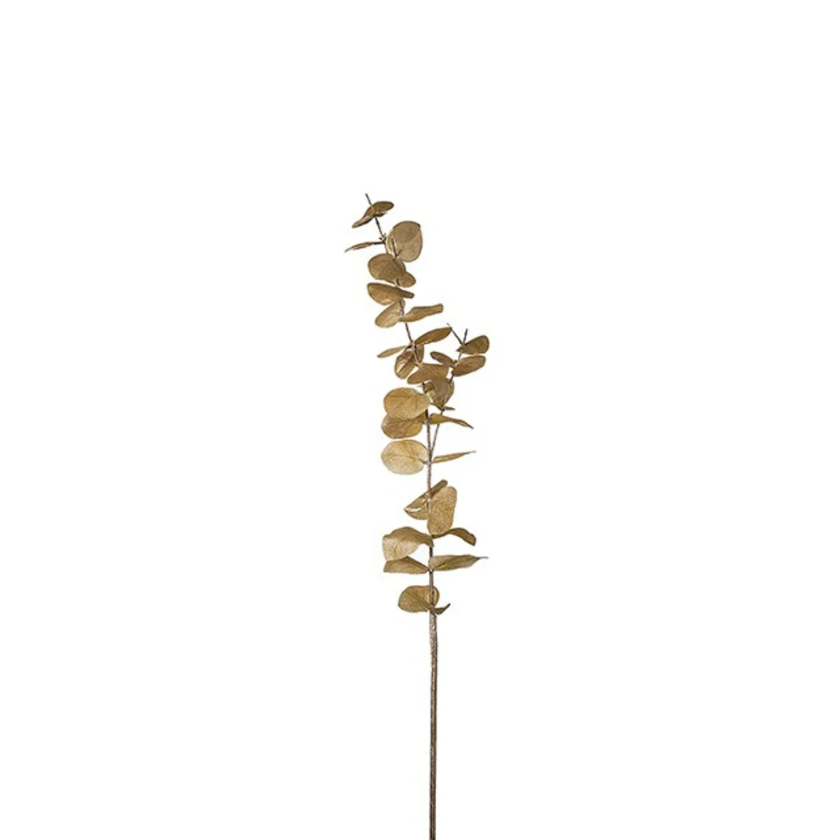 Feuillage Eucalyptus - Image 3
