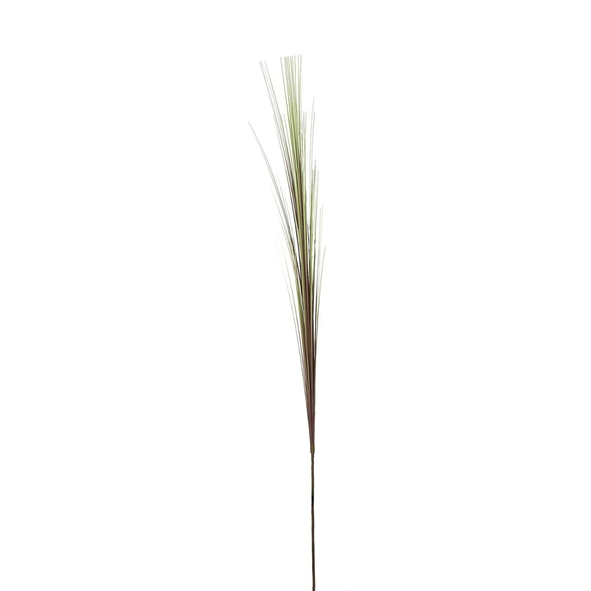 Feuillage Herbes tombantes