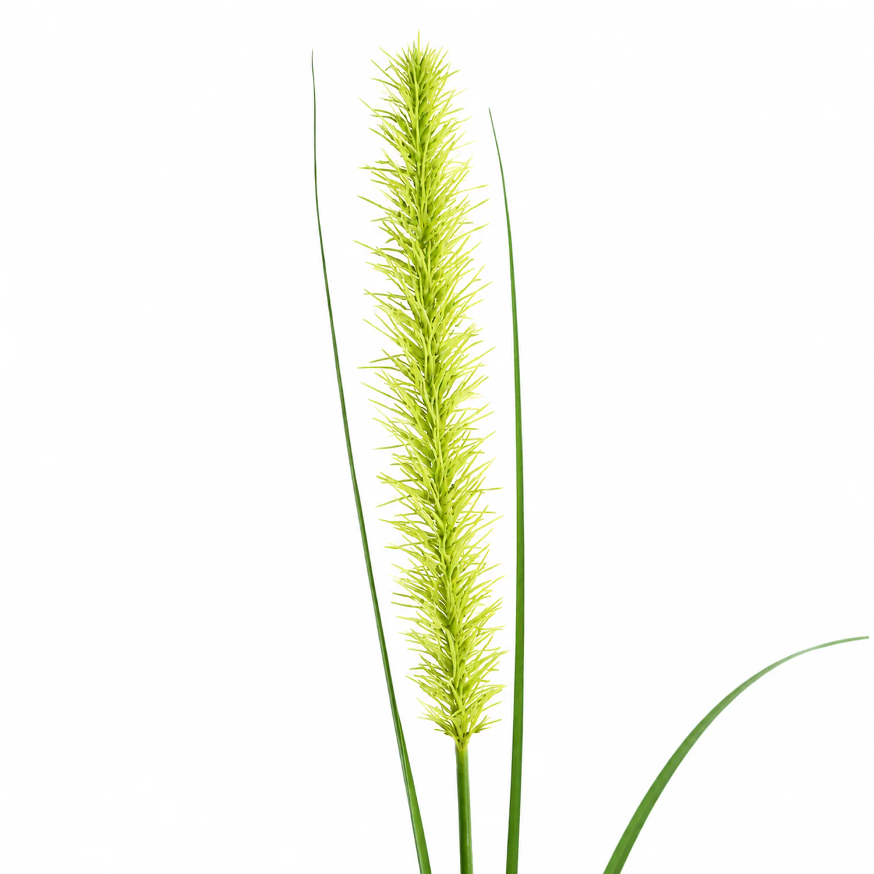 Feuillage Onion grass - Image 3