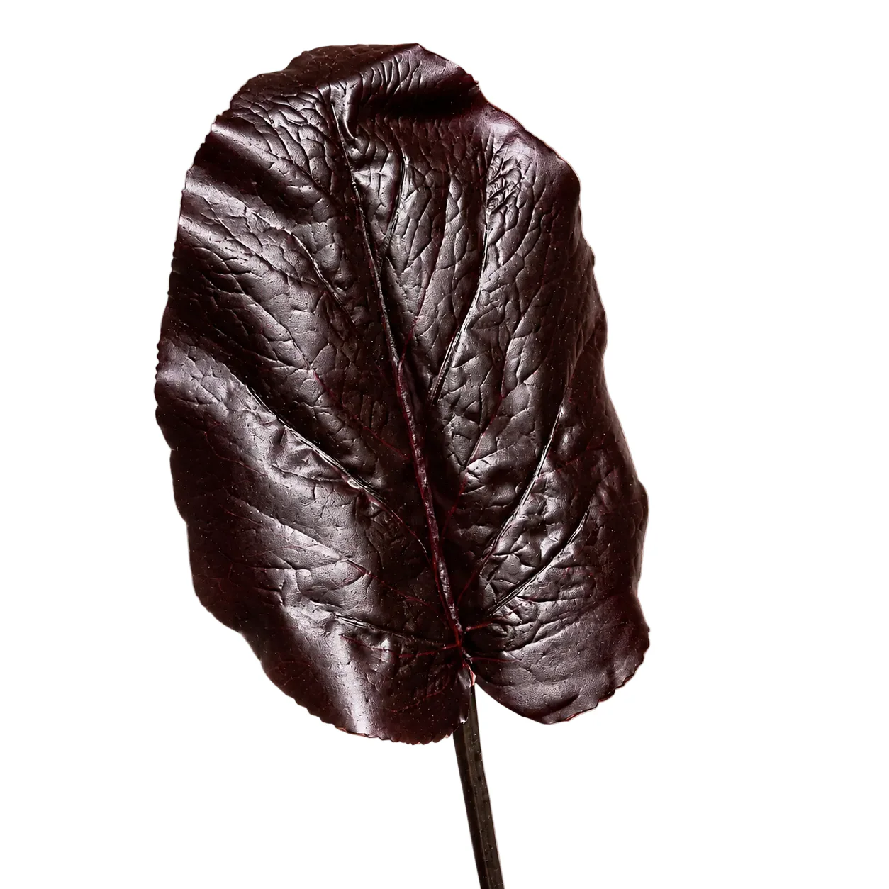 Feuille de Galax - Image 3