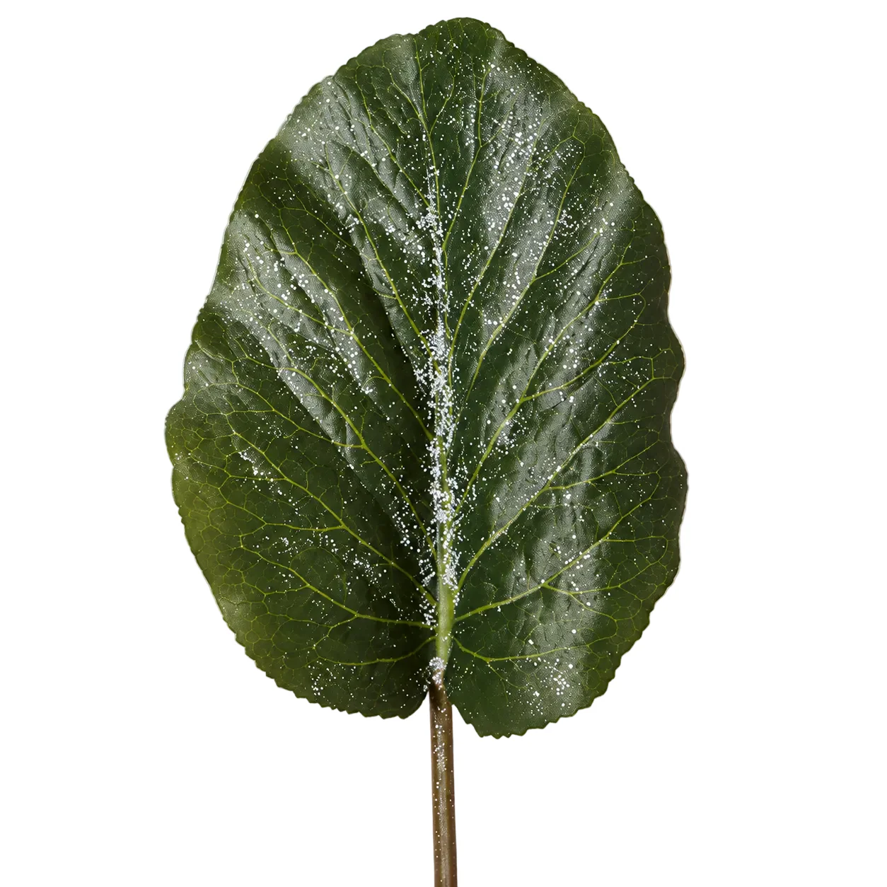 Feuille Hosta Pailletée - Image 3