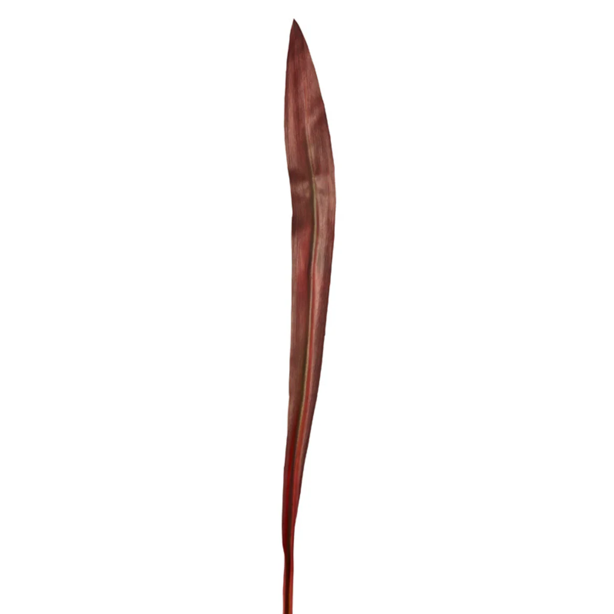 Feuille Effet Séché