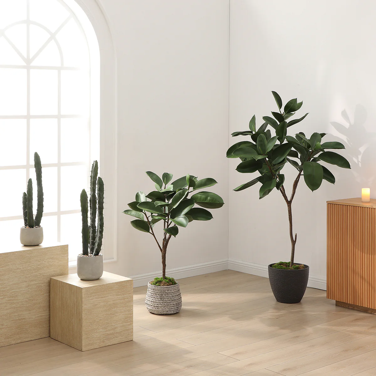 Ficus en pot 165cm - Image 3