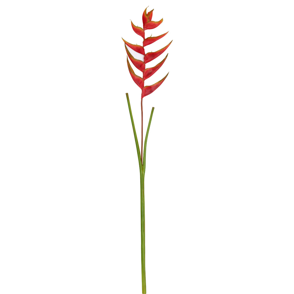 Tige d'Héliconie Tombante - Image 3