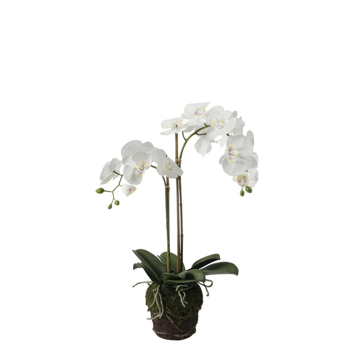 Composition d'Orchidée en terre Petit format