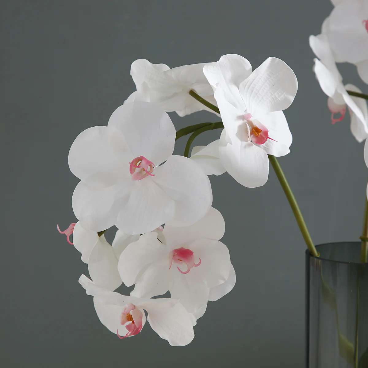 Tige d'Orchidée Bandailan - Image 3